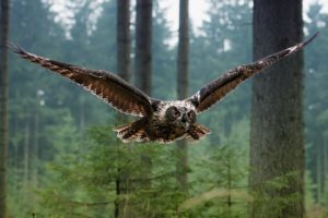 A coruja O símbolo de sabedoria e um espetáculo da natureza