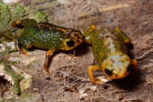 Nova maravilha da biodiversidade brasileira O Pingo-de-Ouro-do-Tabuleiro